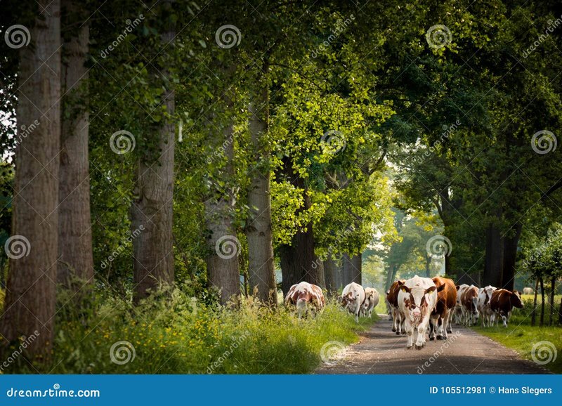 Chicken road slot, chicken road online