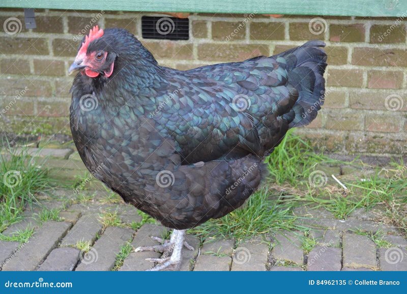 Ontdek het Populaire Online Gokspel Chickenvillage Road in Nederland - overview