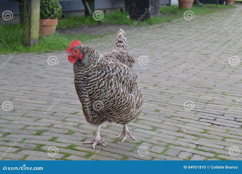 Best chicken road in Netherlands